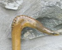 Smooth snake