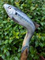 Twaite Shad